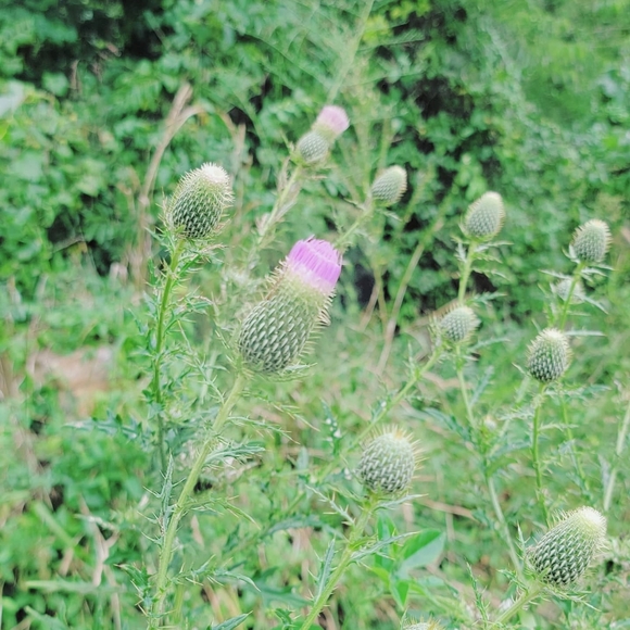 Ethereal Whimsical Vintage Pastel Cottagecore - Picture 6 of 16